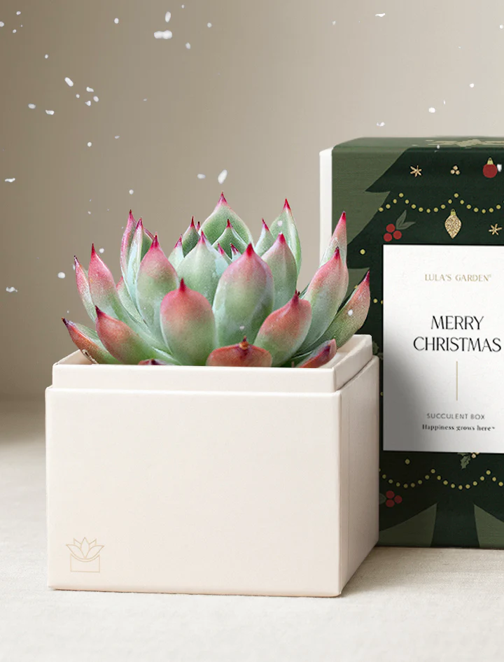 Holiday Bliss Garden