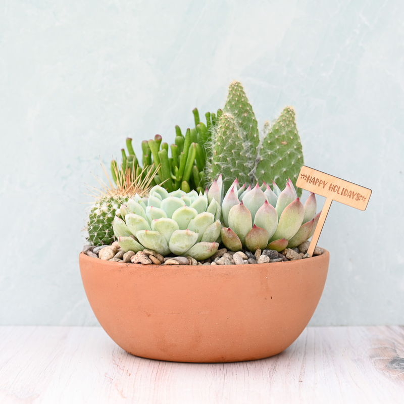 Holiday Terracotta Succulent Garden