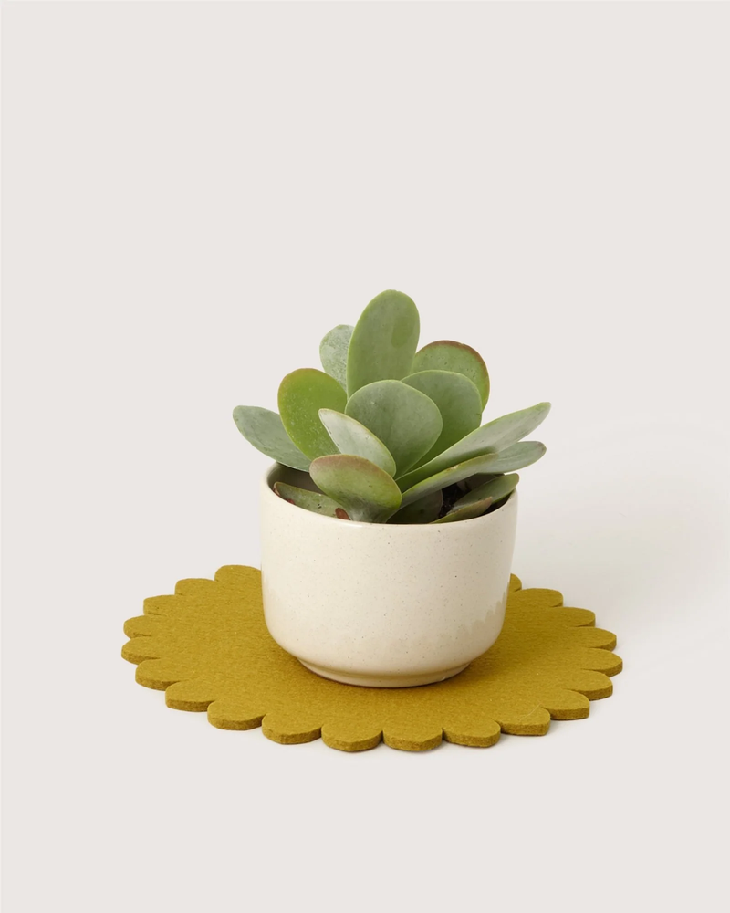 Merino Wool 10" Trivet