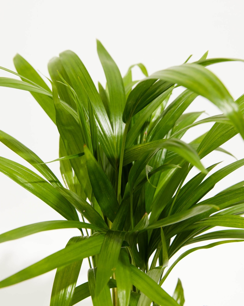 Areca Palm Indoor Tree, XL