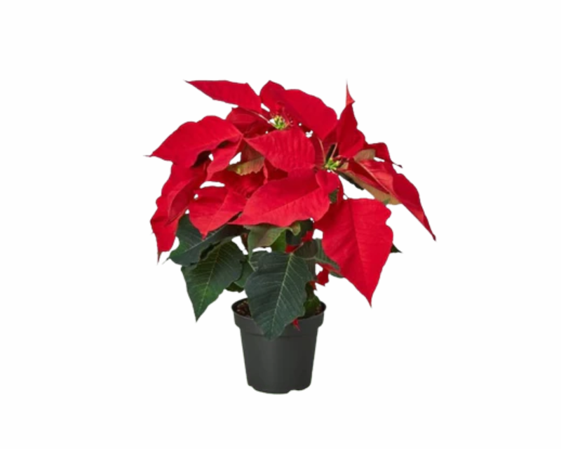 Red Poinsettia Plant