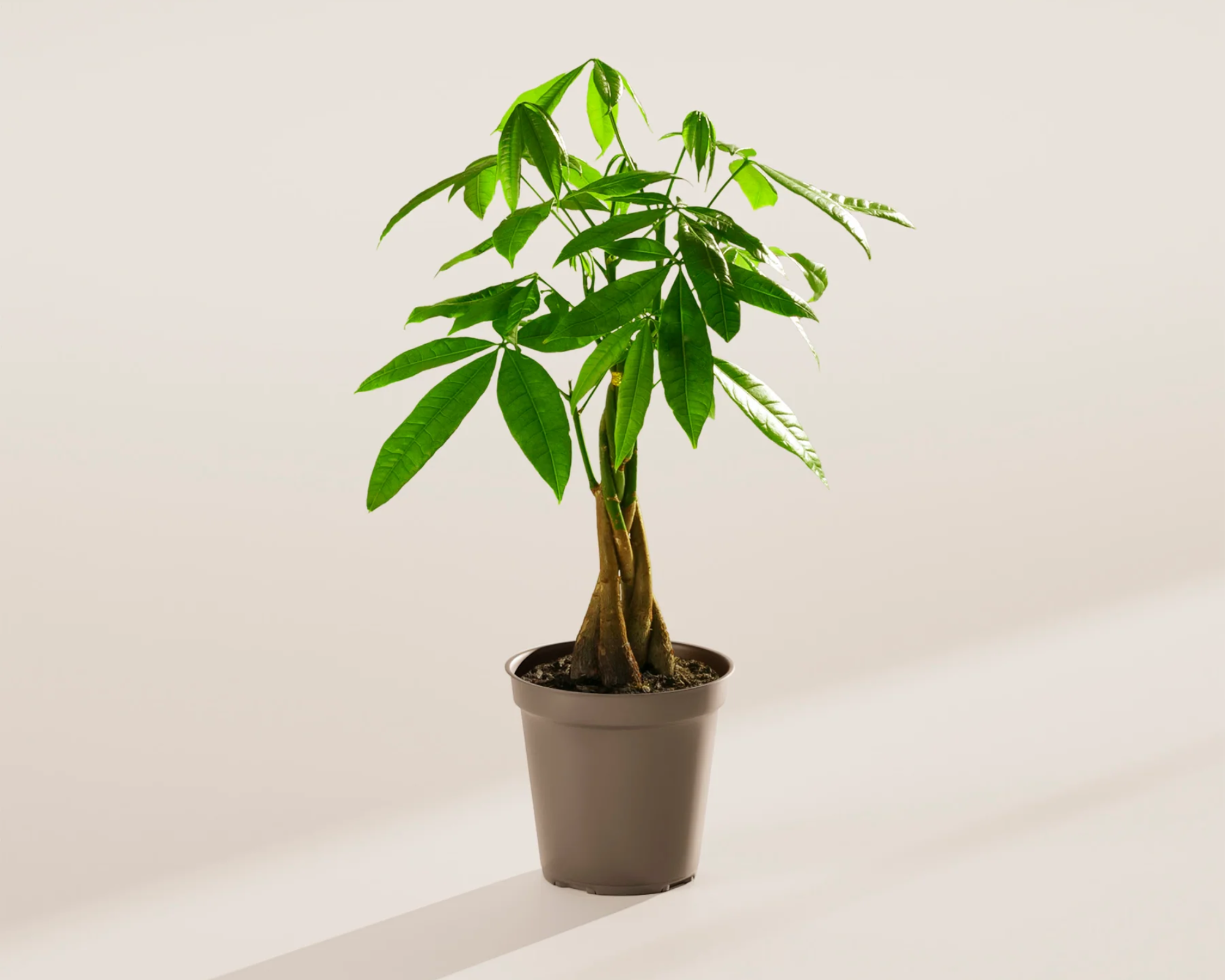 Lively Root Money Tree Plant - Thumbnail 2