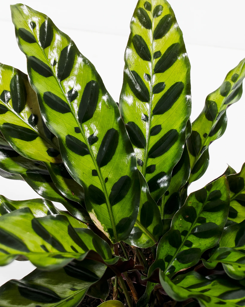Small Rattlesnake Plant with Eco Pot