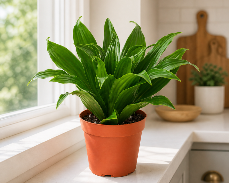 The Jessie Dragon Tree Plant