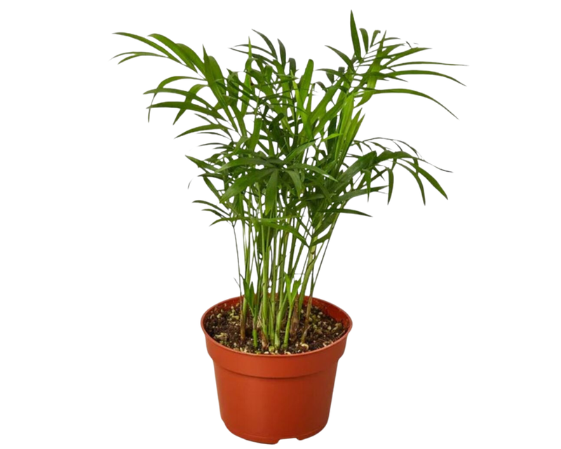Parlor Palm