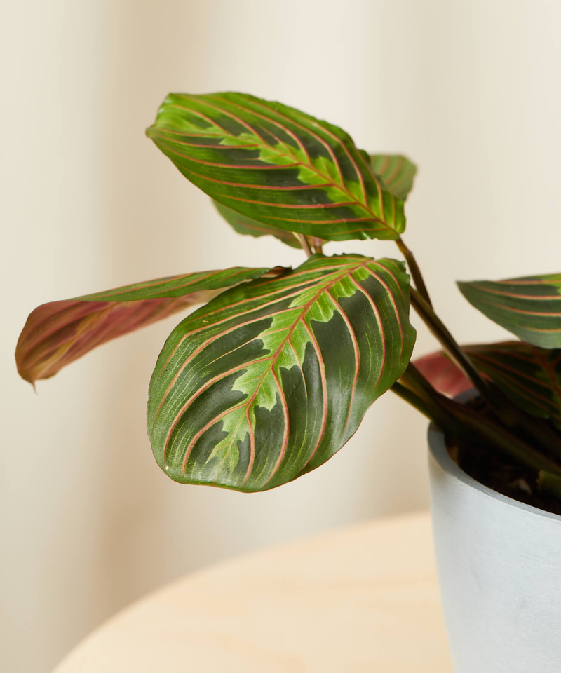 Red Prayer Plant