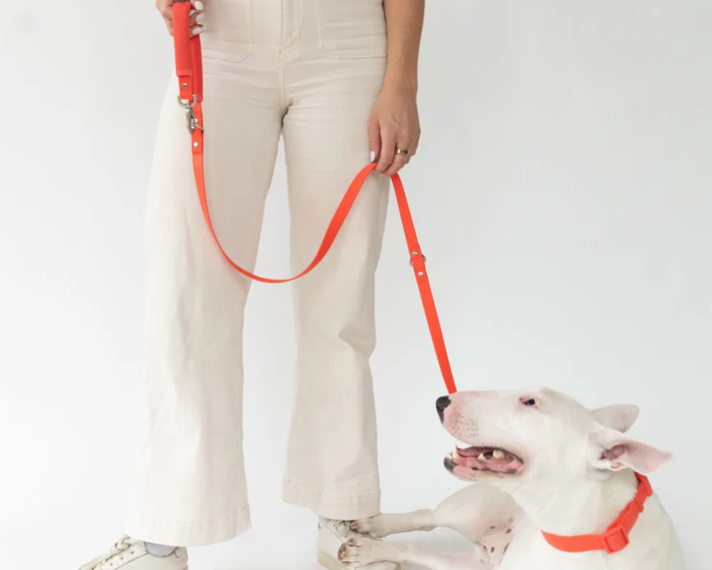 Dog Leash