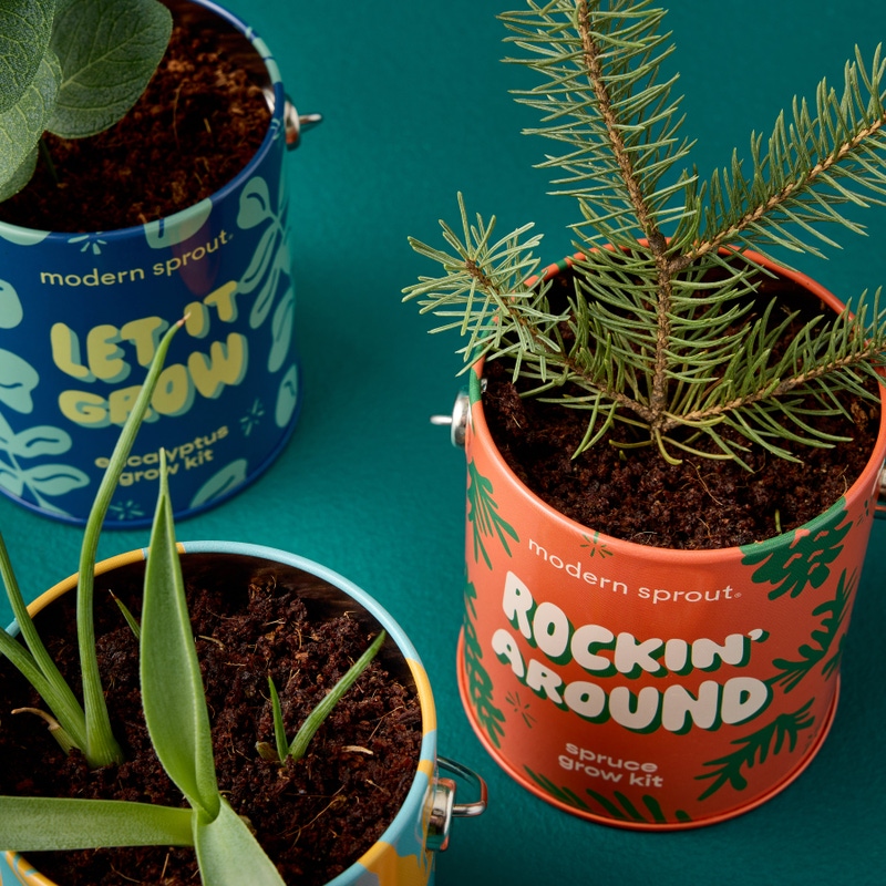 Holiday Complimentary Colors Grow Kit 3-Pack