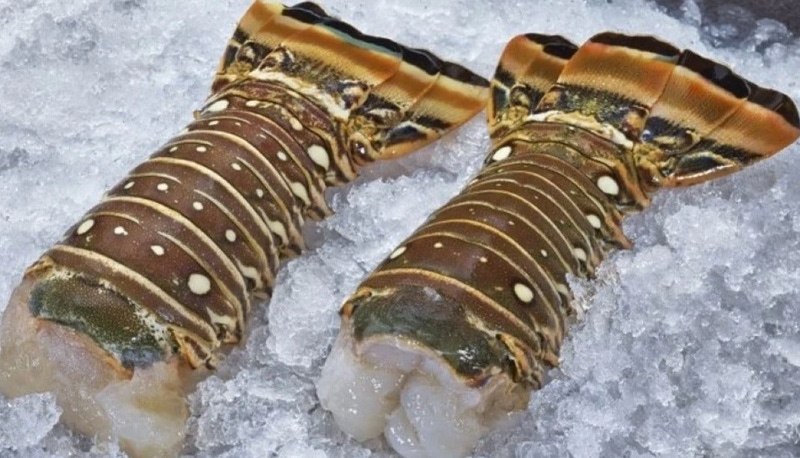 Four 8oz Florida Lobster Tails