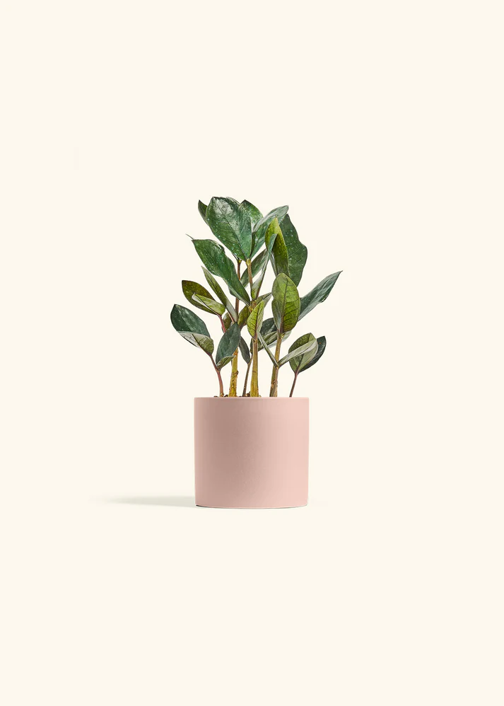 Black ZZ Plant with Classic Planter