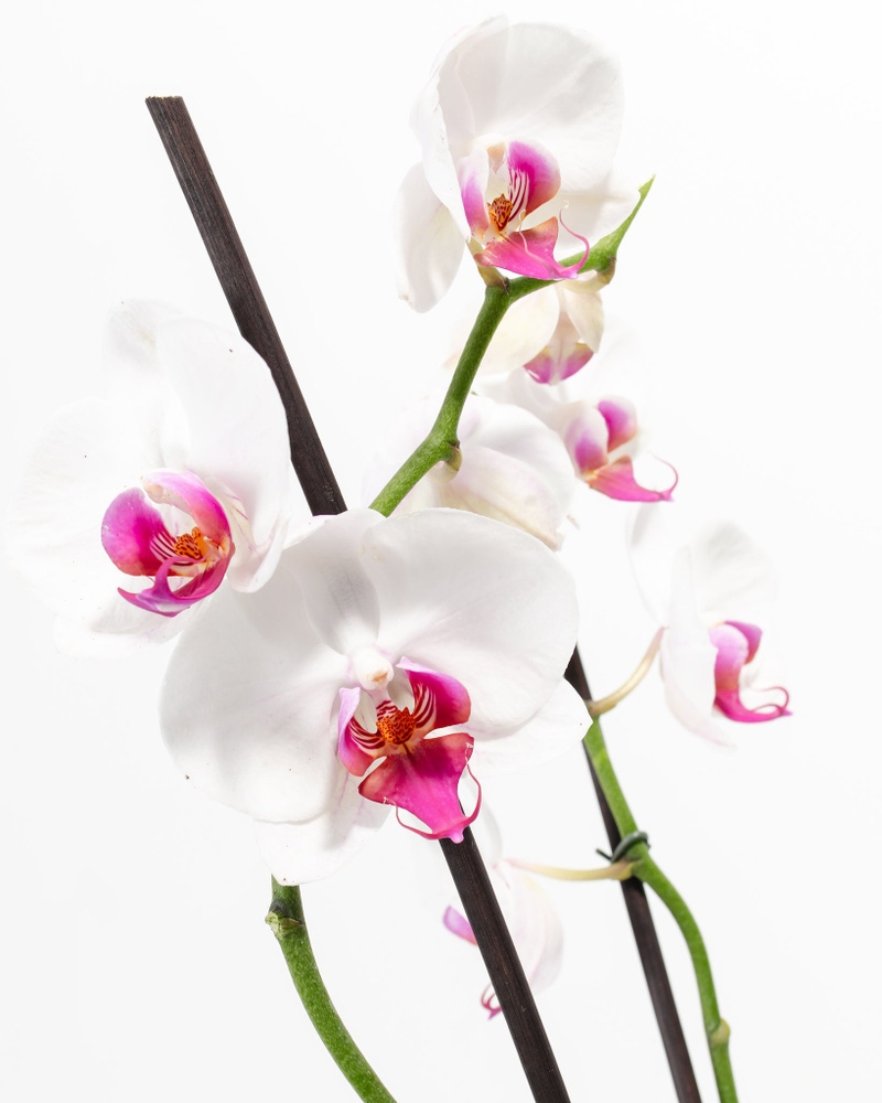 Red Lip Moth Orchid