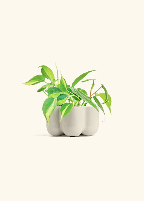 Philodendron Brazil with Petal Planter