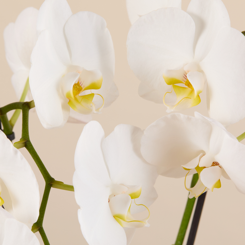 Grace Bouquet