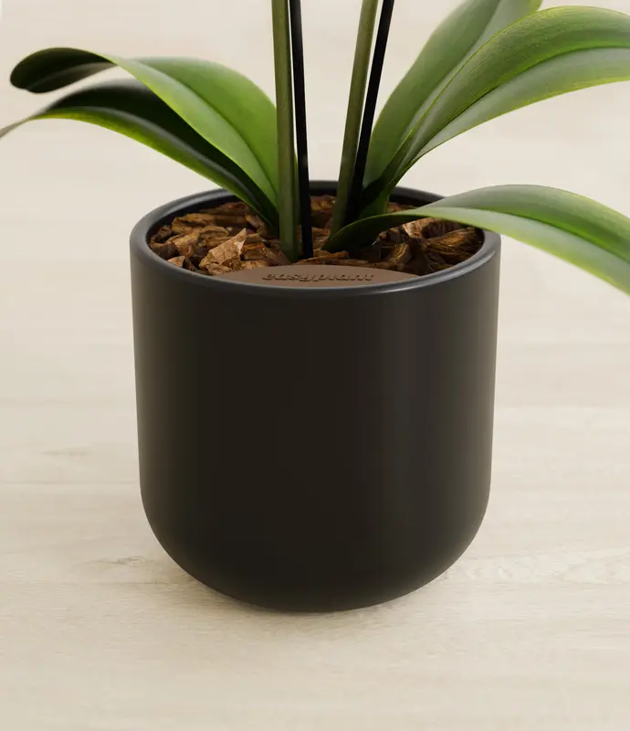 Small Zurich White Orchid in Self Watering Ceramic Potter