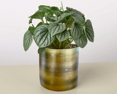 The Goldie Peperomia Frost Plant