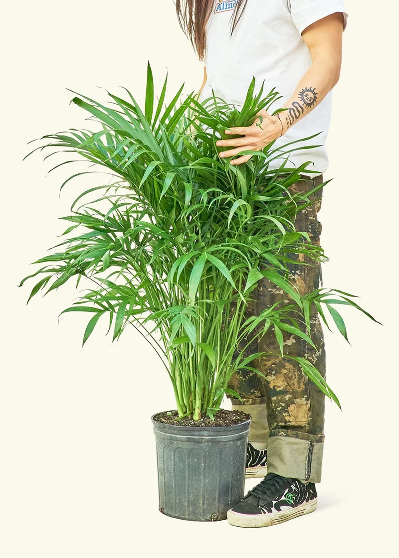 Cat Palm