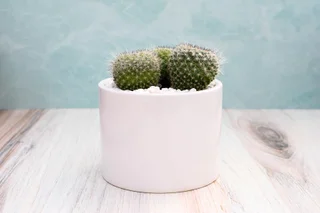 Mammilaria Cactus