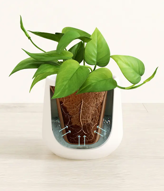 Small Jade Pothos in Self Watering Ceramic Potter