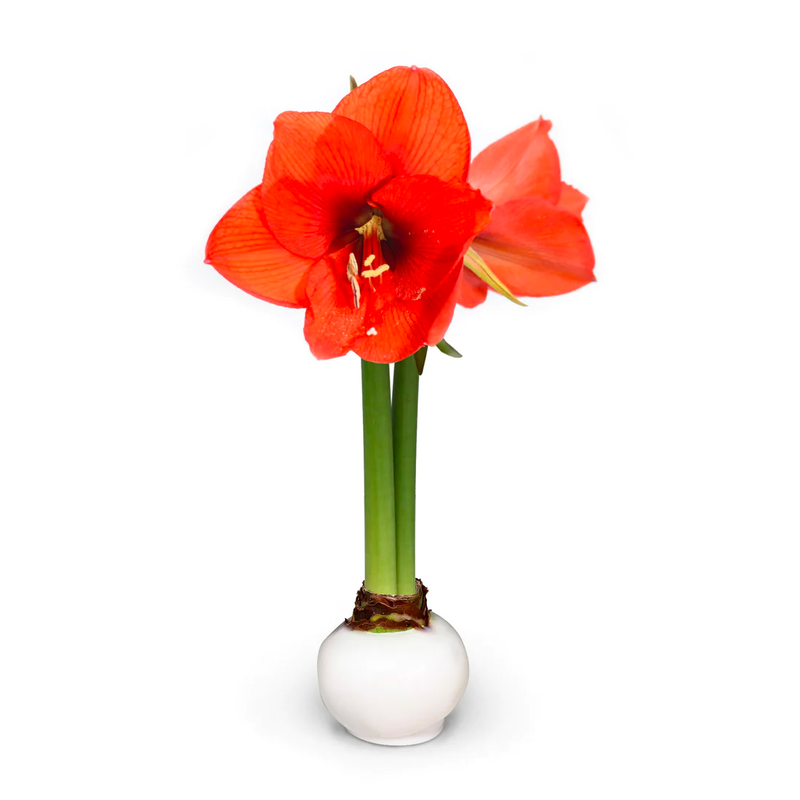 Gardenuity waxed amaryllis bulb - mother-in-law gift 2026 - $26
