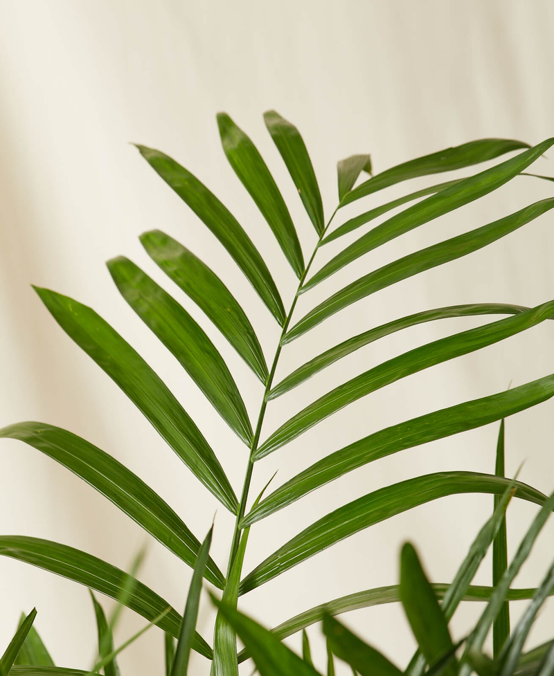 Bamboo Palm