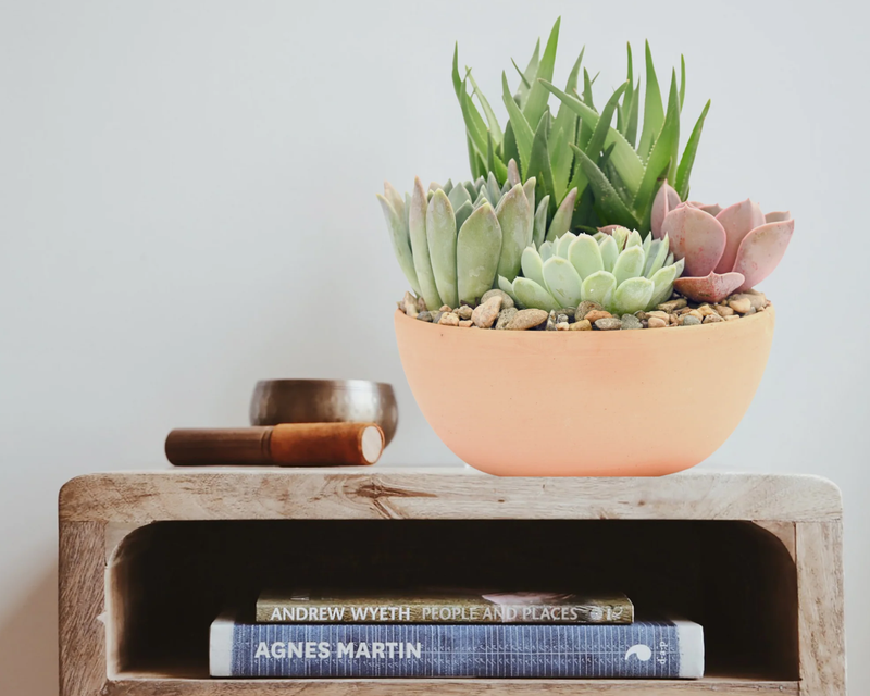 Holiday Terracotta Succulent Garden