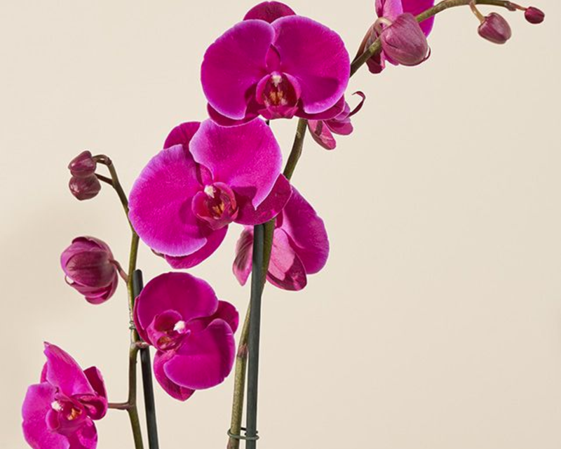 Farmer's Choice Orchid