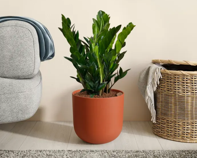 Large ZZ Plant in Self Watering Ceramic Potter
