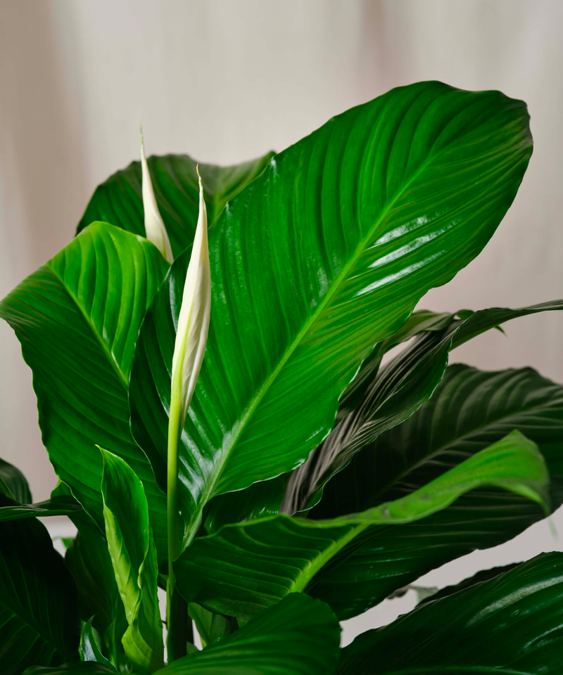 Peace Lily