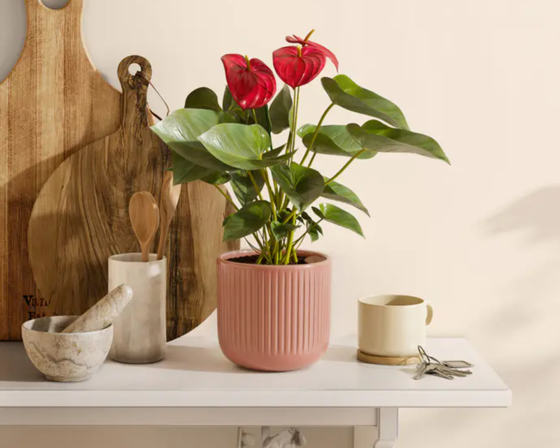 Small Anthurium Red in Self Watering Ceramic Potter