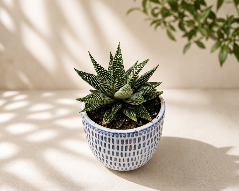 Miami Vibes Plant