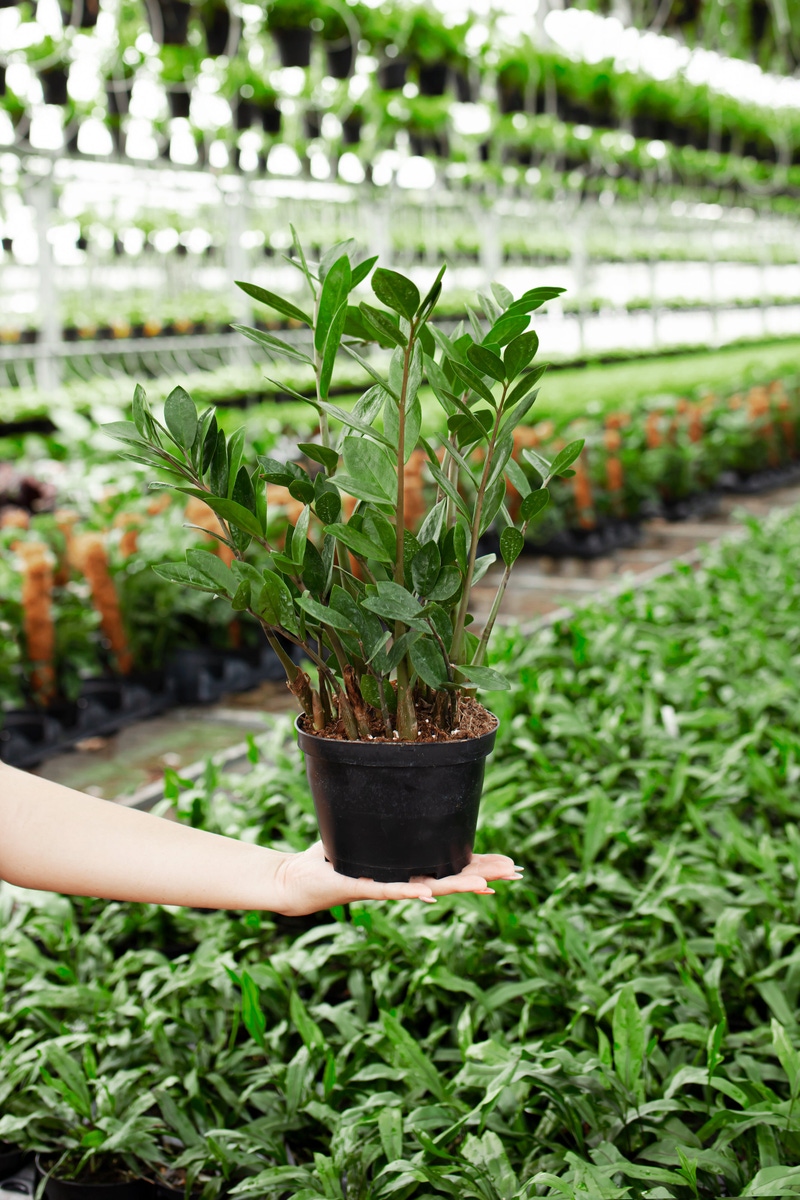 ZZ Plant, Medium