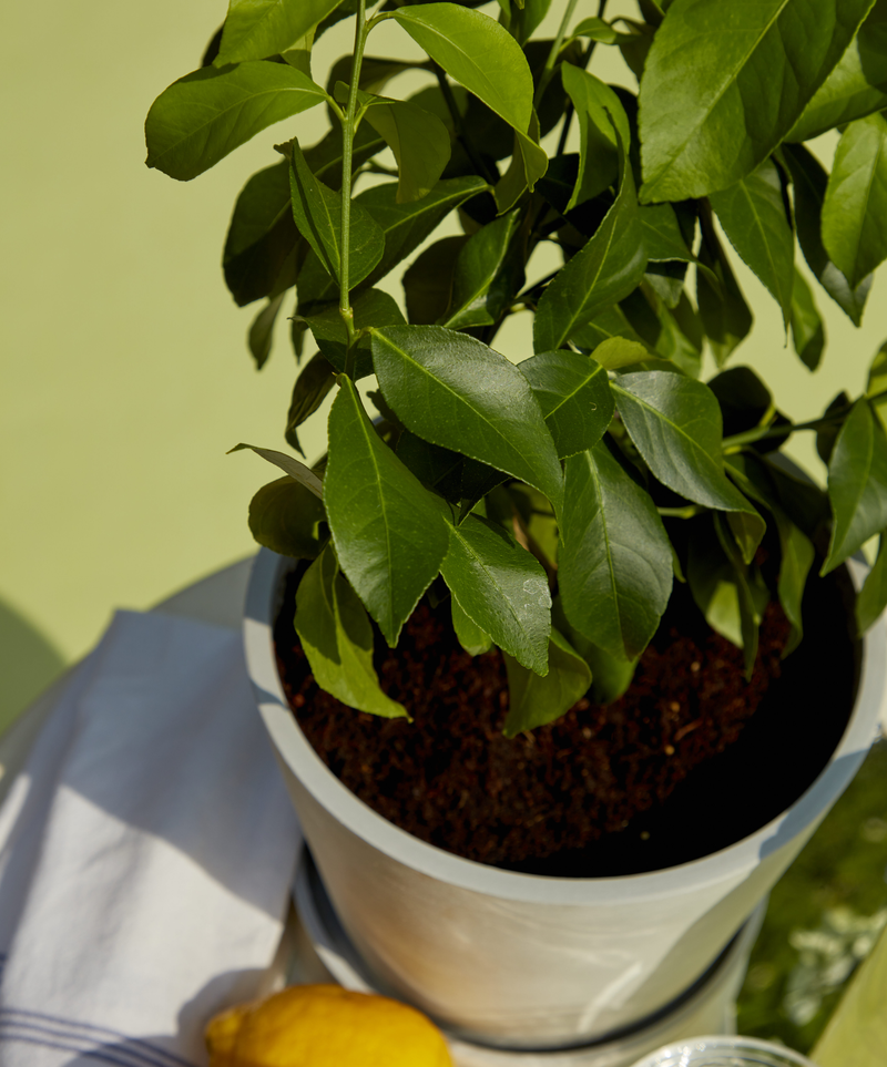 Eureka Lemon Tree