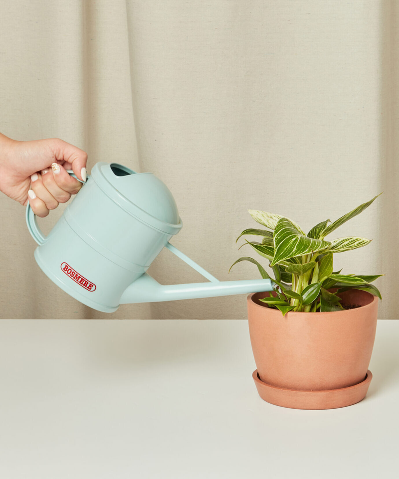 Philodendron Birkin