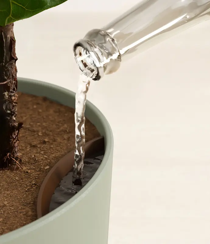Large Fiddle Leaf Fig in Self Watering Ceramic Potter