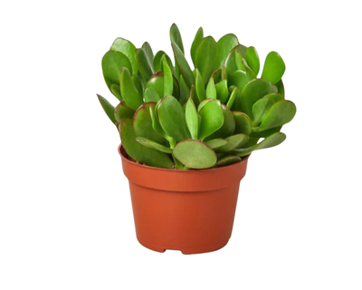 Crassula Jade Succulent