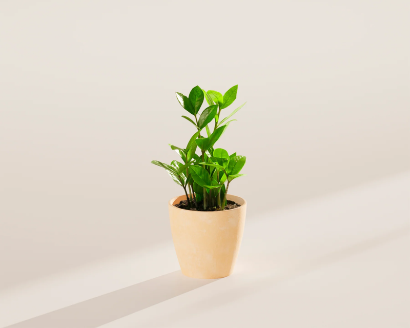 Medium ZZ Plant with Eco Pot