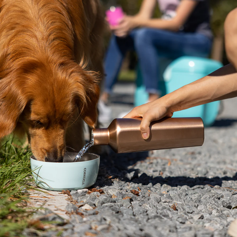 Dog Bowl