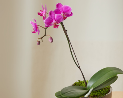 16" Purple Orchid