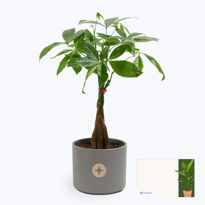 Branded Lively Root Medium Money Tree Plant Kit