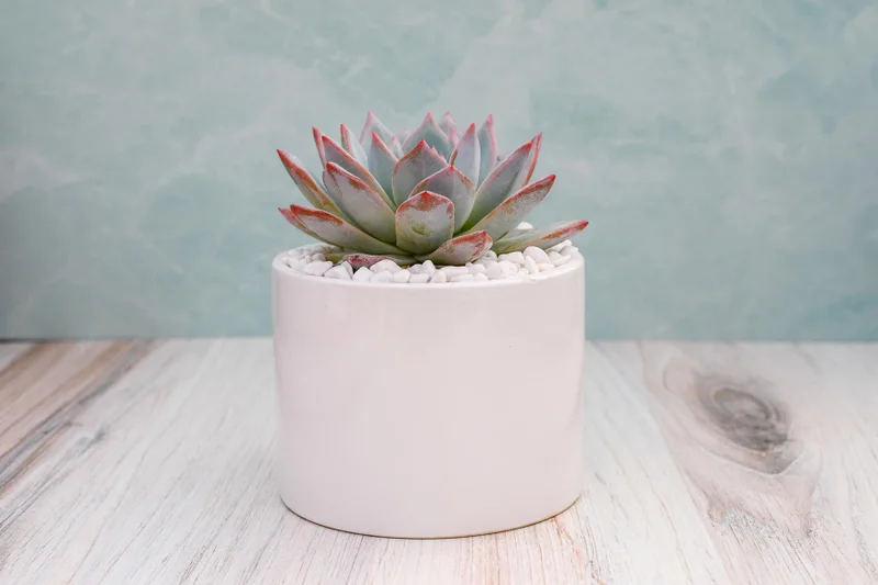 Single Succulent in Potter