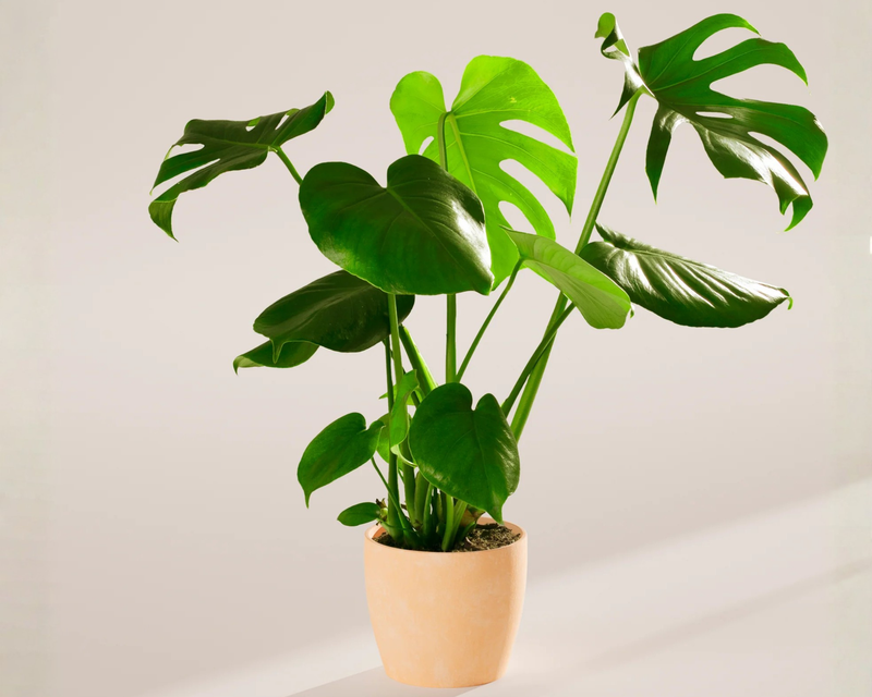 Medium Monstera Deliciosa with Eco Pot