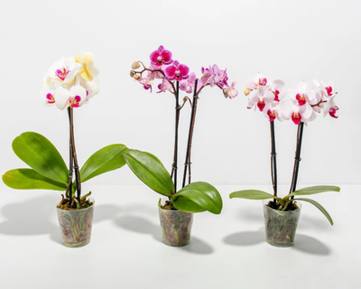 Moth Orchid Bundle
