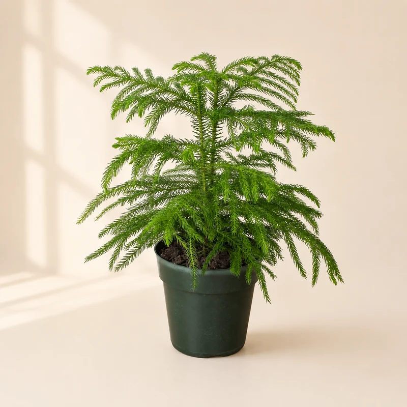 Norfolk Island Pine