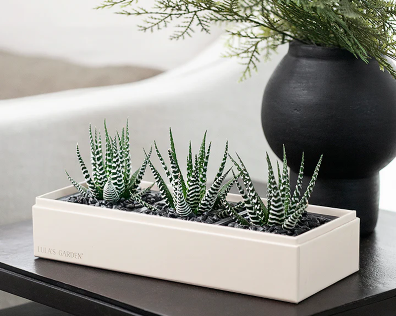 New Year's Deluxe Zebra Garden