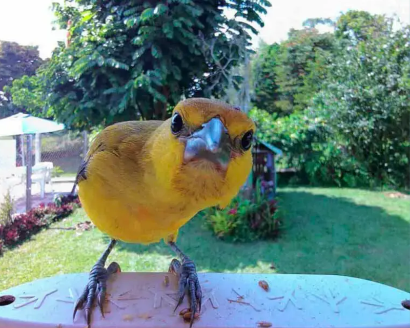 Smart Bird Feeder with Solar Roof