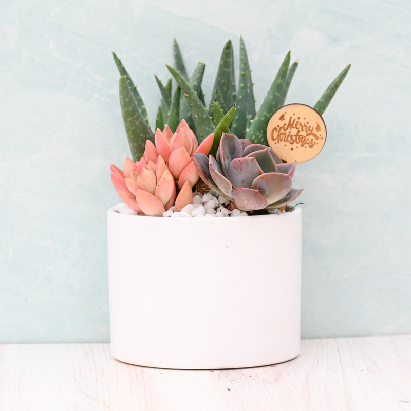 Holiday Succulent Garden