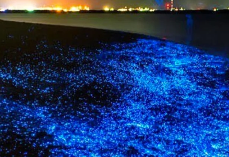 Bioluminescent Paddle Adventure for Two, TIitusville, FL