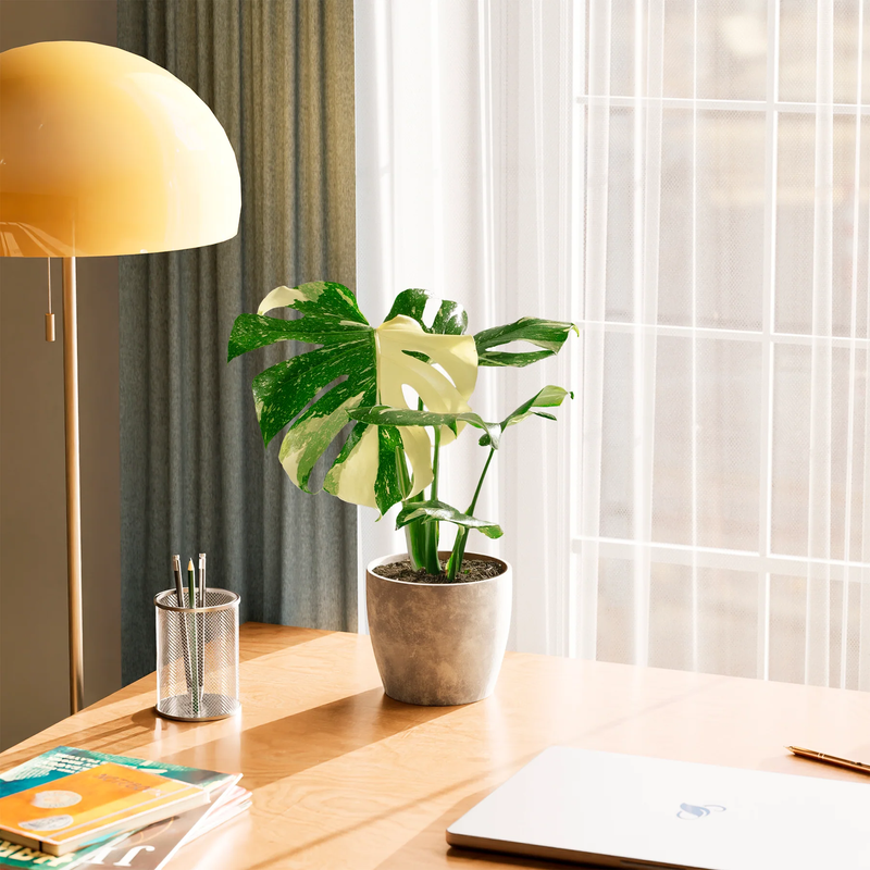 Medium Monstera Thai Constellation with Eco Pot