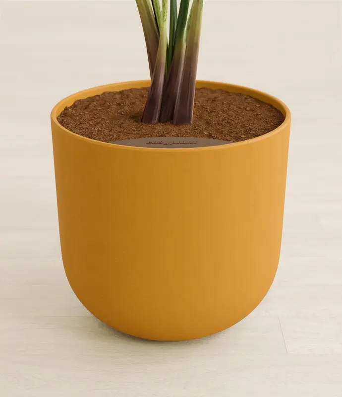 Huge Majesty Palm in Self Watering Ceramic Potter