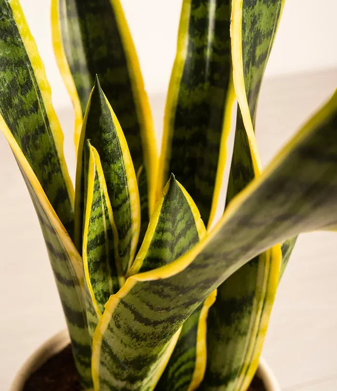 Medium Golden Snake Plant in Self Watering Ceramic Potter